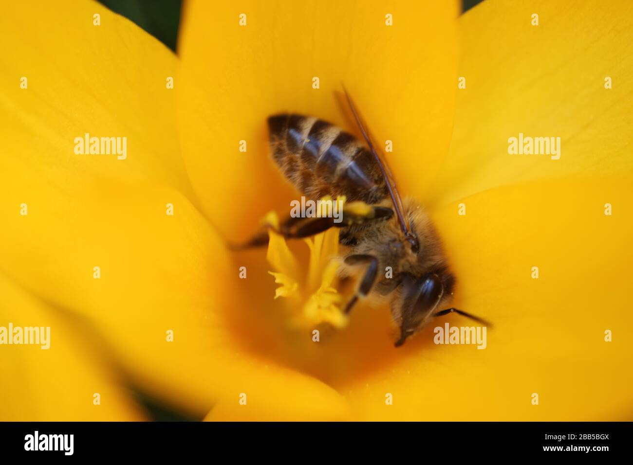 Abeille sur les étamines de Crocus jaunes, abeille sur la fleur de printemps jaune, insecte sur la fleur, faune, nature, beauté dans la nature, insecte sur la macro de fleur, photo de stock Banque D'Images