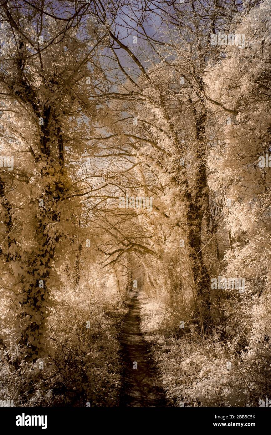 Un chemin à travers les arbres, pris en infrarouge (720 mm) et converti en fausse couleur. Banque D'Images