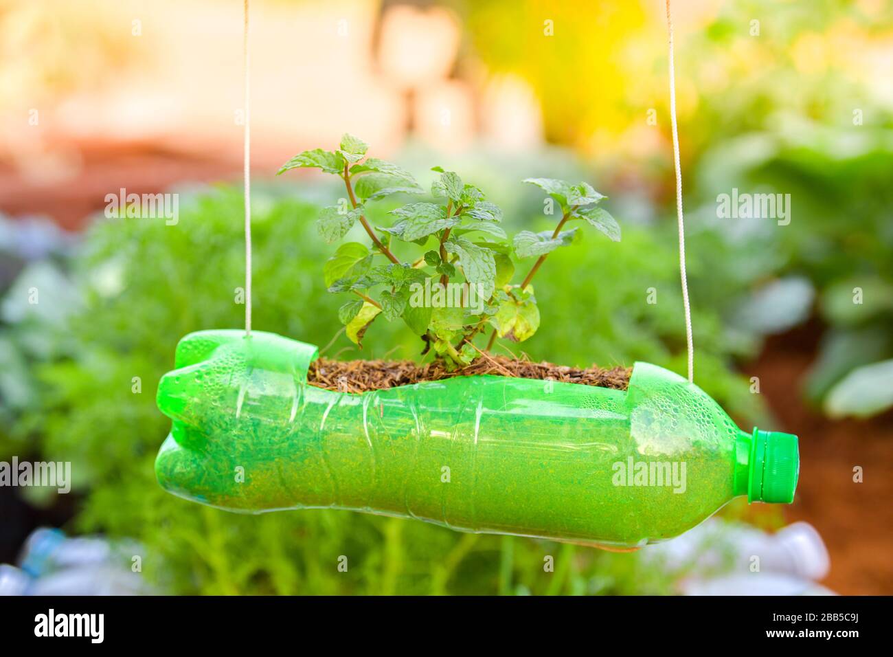 Menthe poivrée dans la bouteille de plastique recyclée à Banque D'Images