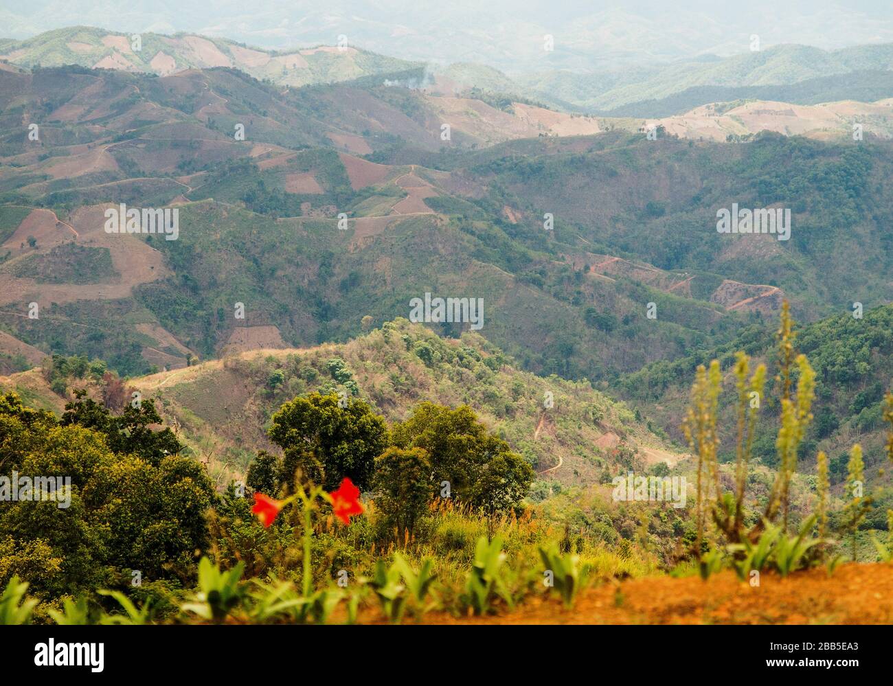 Sur le plateau à côté de la pente raide de montagne se trouve la plantation de café du village de Maneepruek. Les montagnes en face sont déjà au Laos. Banque D'Images
