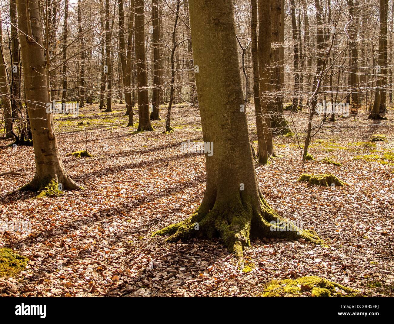 Fagus sylvatica, arbre des Beech, forêt au début du printemps montrant des ombres à arbres et une couverture de terre de litière de feuilles de Beech à Chilternes Banque D'Images