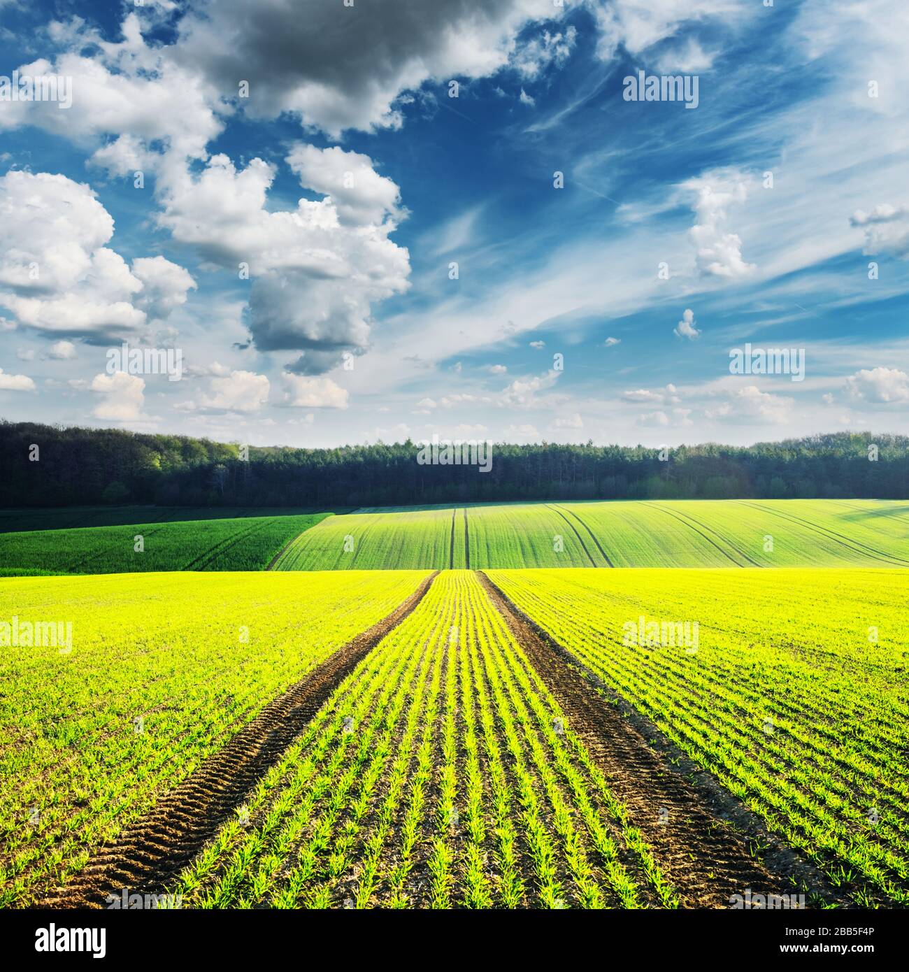 Paysage rural avec champs agricoles et ciel bleu. Région de la Moravie du Sud, République tchèque Banque D'Images