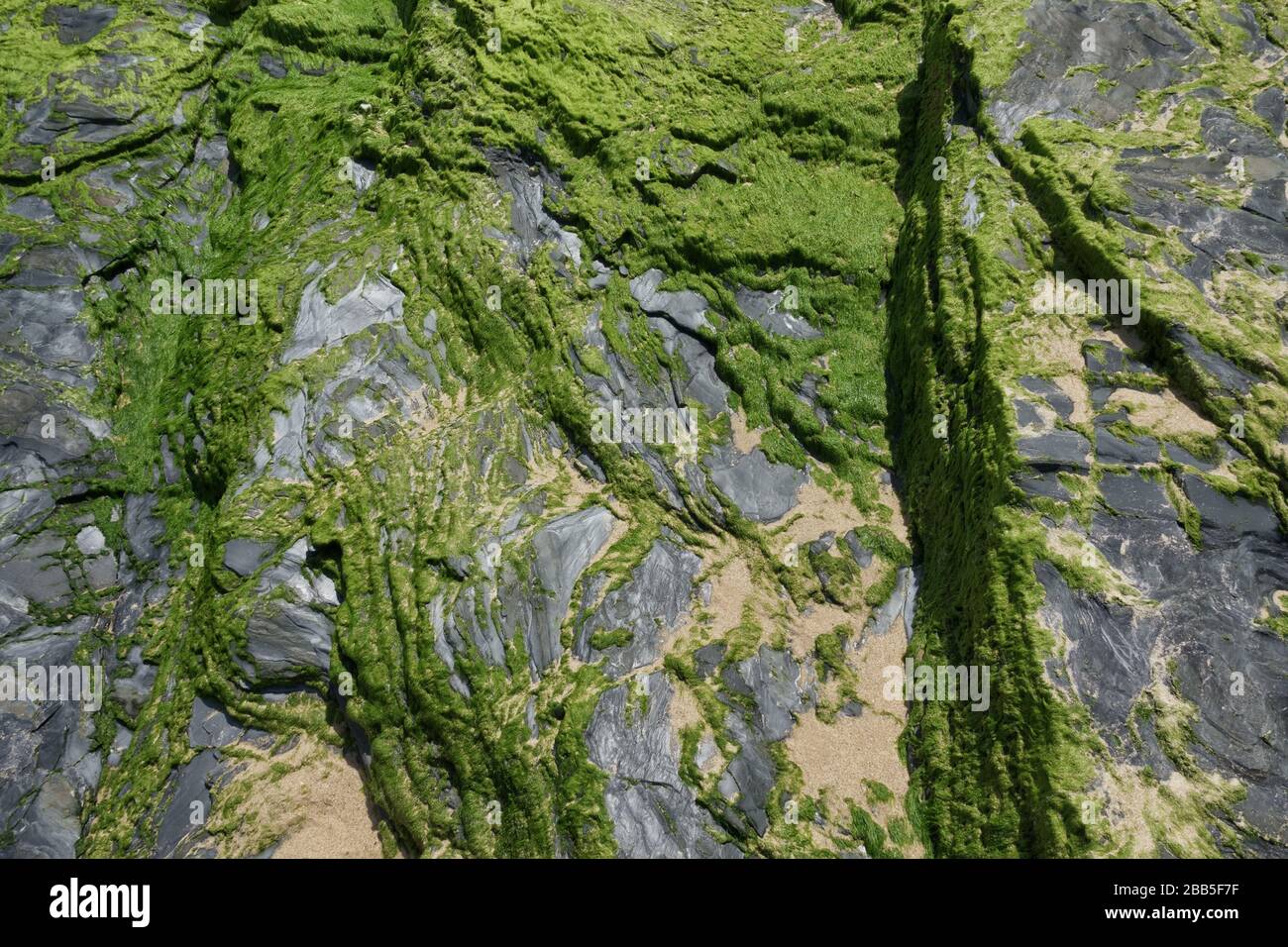 L'algue verte s'adhère à la roche grise sur la plage Banque D'Images