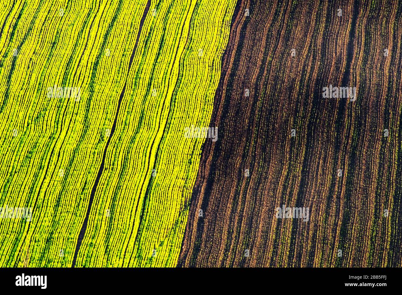 Paysage rural de printemps avec des collines colorées à rayures. Vagues vertes et brunes des champs agricoles de la Moravie du Sud, République tchèque. Peut être utilisé comme fond de nature ou texture Banque D'Images