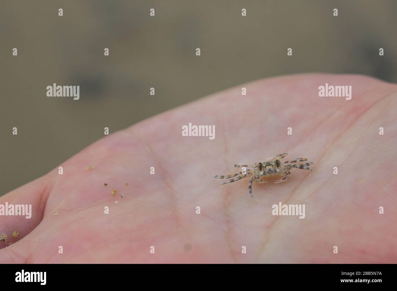 Bebe Crabe Banque D Image Et Photos Alamy