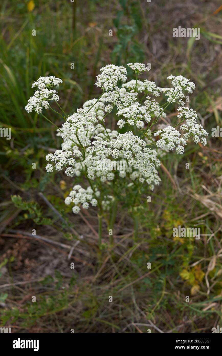 Plante de cynapium d'Aethusa avec fleurs blanches Banque D'Images