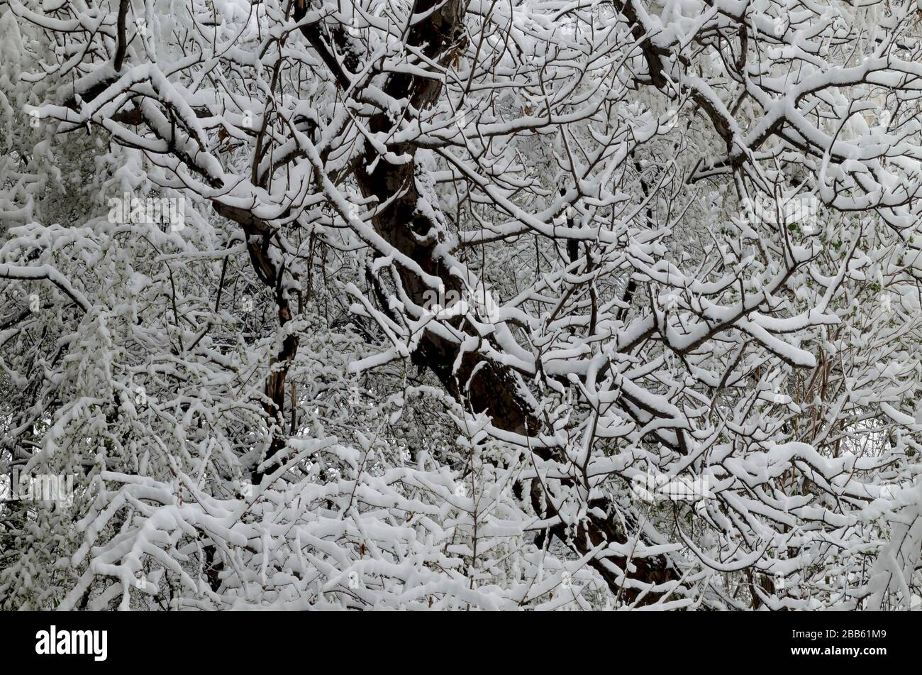 La pandémie du virus COVID-19 corona, l'état d'urgence et la forte chute de neige retardée sur les branches d'arbres, Sofia, Bulgarie Banque D'Images