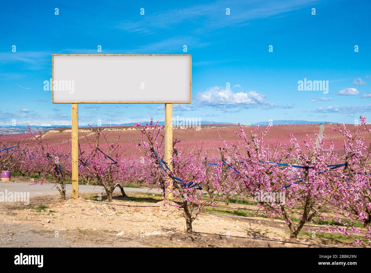 Maquette de panneau vierge dans l'agriculture. Fleurs de fleurs roses dans un champ de pêche. Banque D'Images