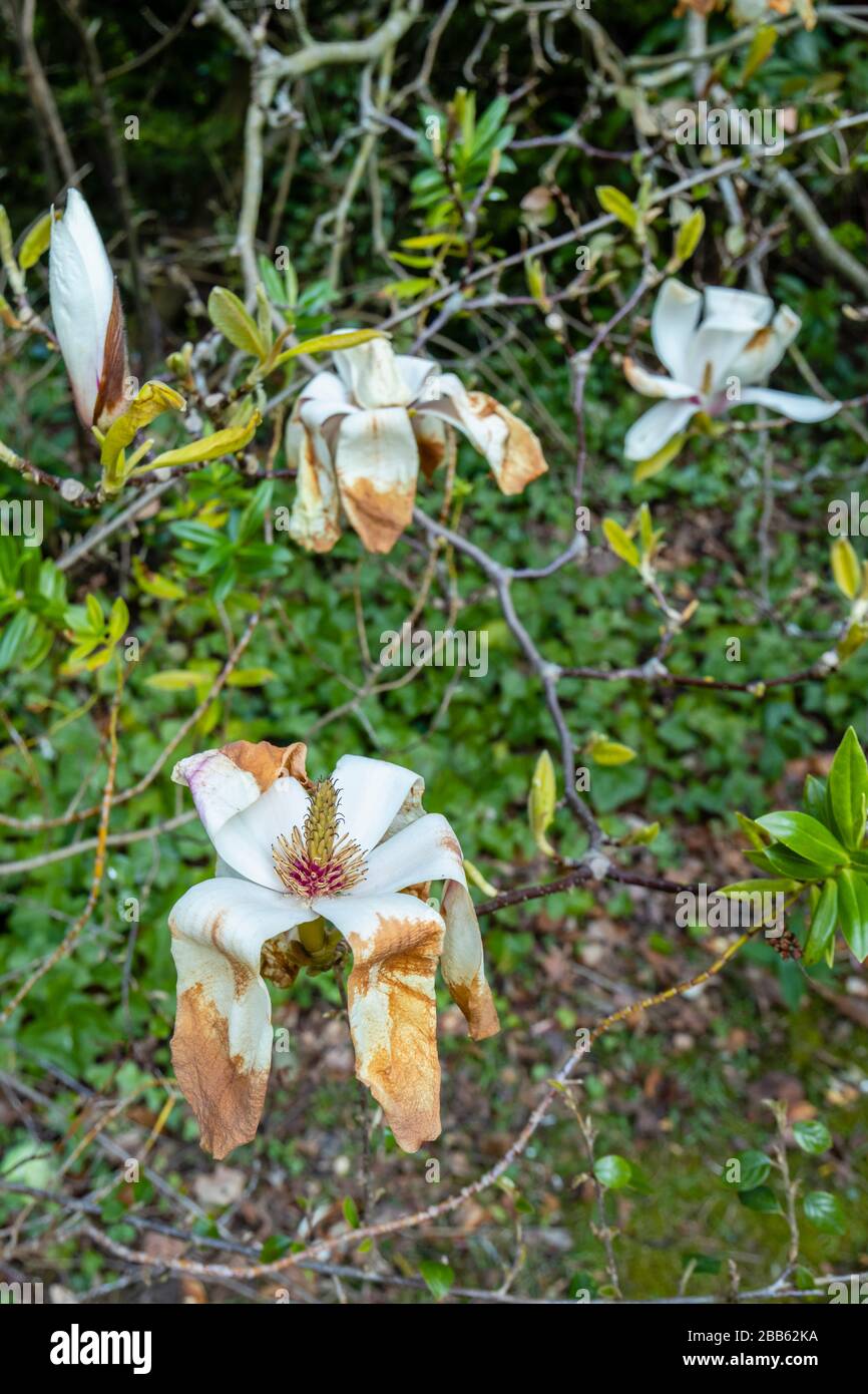 Fleurs de magnolia blanches en fleurs, croissant dans un jardin à Surrey, au sud-est de l'Angleterre, brunes et mourantes, endommagées par un gel de printemps tardif Banque D'Images