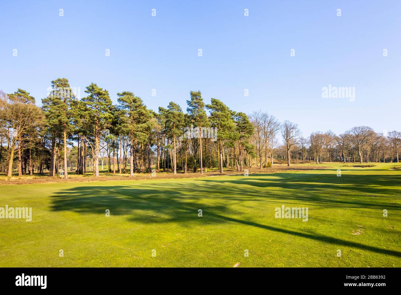 Vue depuis le sentier public du parcours de golf et des pins du Woking Gold Club, Hook Heath, Woking, Surrey, après-midi ensoleillé de printemps Banque D'Images