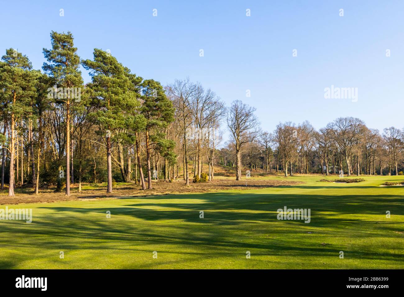 Vue depuis le sentier public du parcours de golf et des pins du Woking Gold Club, Hook Heath, Woking, Surrey, après-midi ensoleillé de printemps Banque D'Images