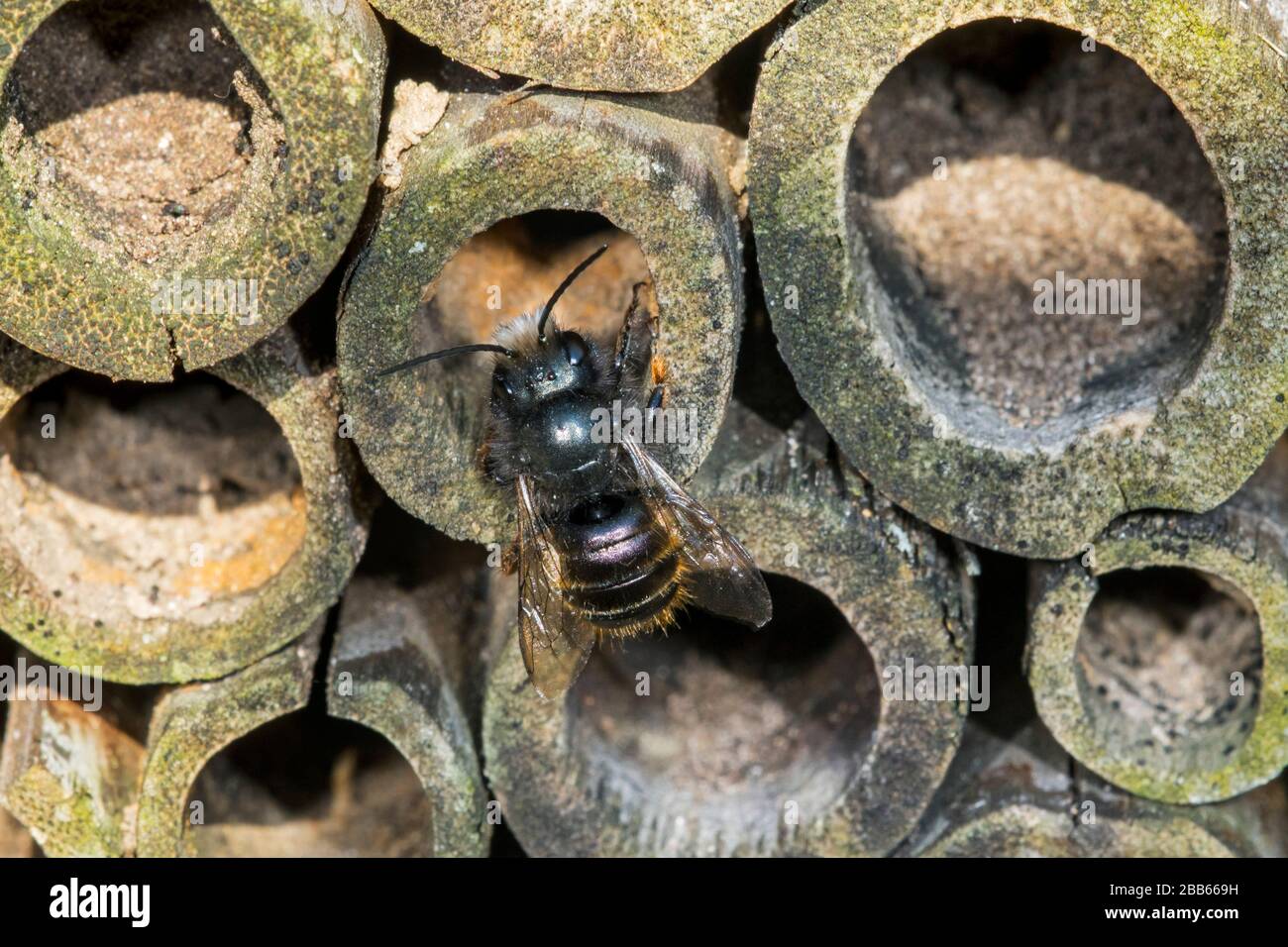 L'abeille maçon bleue (Osmia caerulescens / APIs caerulescens) entre dans le nid dans la tige creuse de bambou à l'hôtel d'insectes pour les abeilles solitaires Banque D'Images