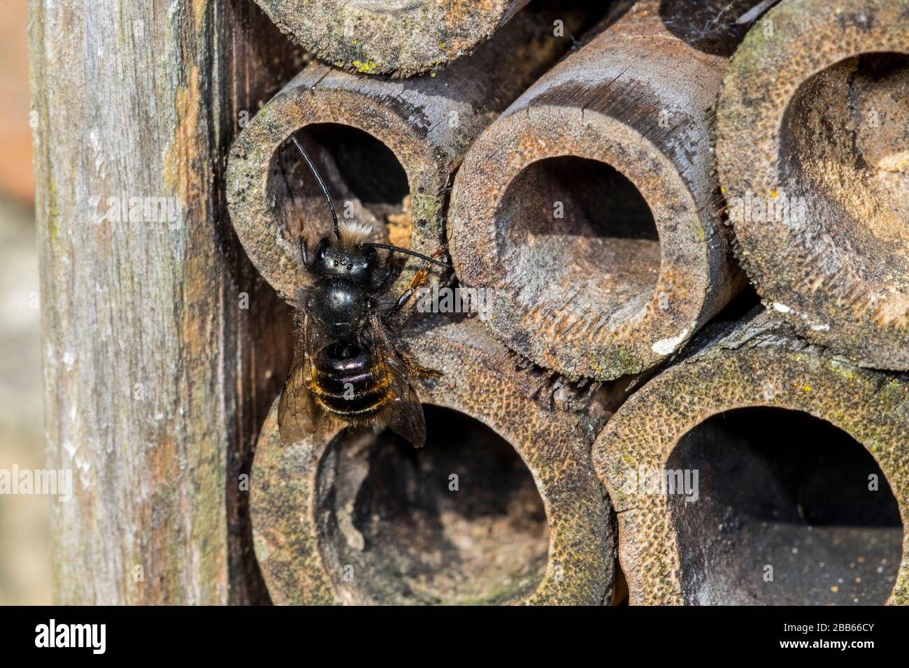L'abeille maçon bleue (Osmia caerulescens / APIs caerulescens) entre dans le nid dans la tige creuse de bambou à l'hôtel d'insectes pour les abeilles solitaires Banque D'Images