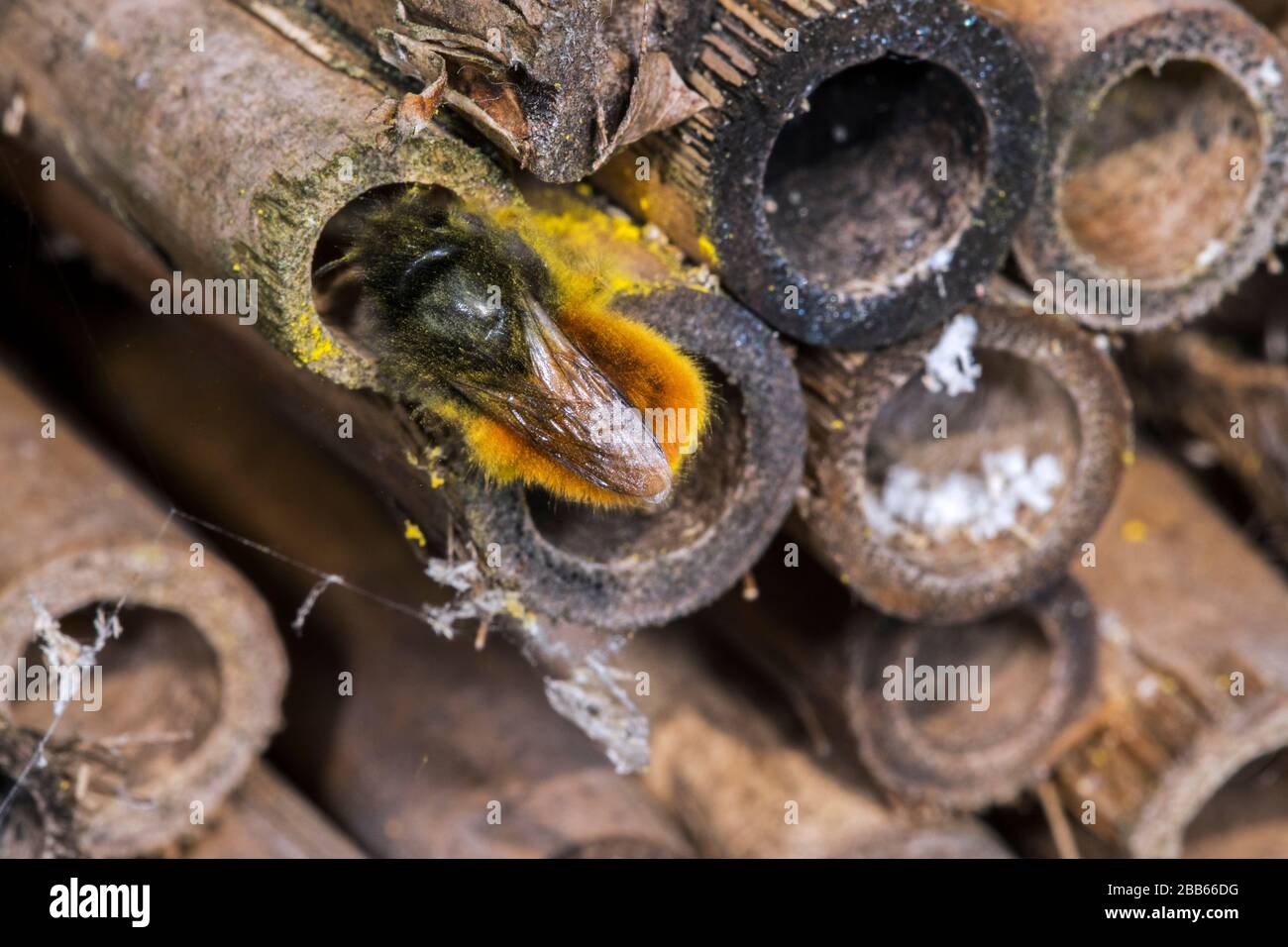 Mason bee / constructeur abeille / verger européen abeille Osmia cornuta - chargé de pollen et nectar - nichant dans la tige creuse à l'hôtel d'insectes pour les abeilles solitaires Banque D'Images