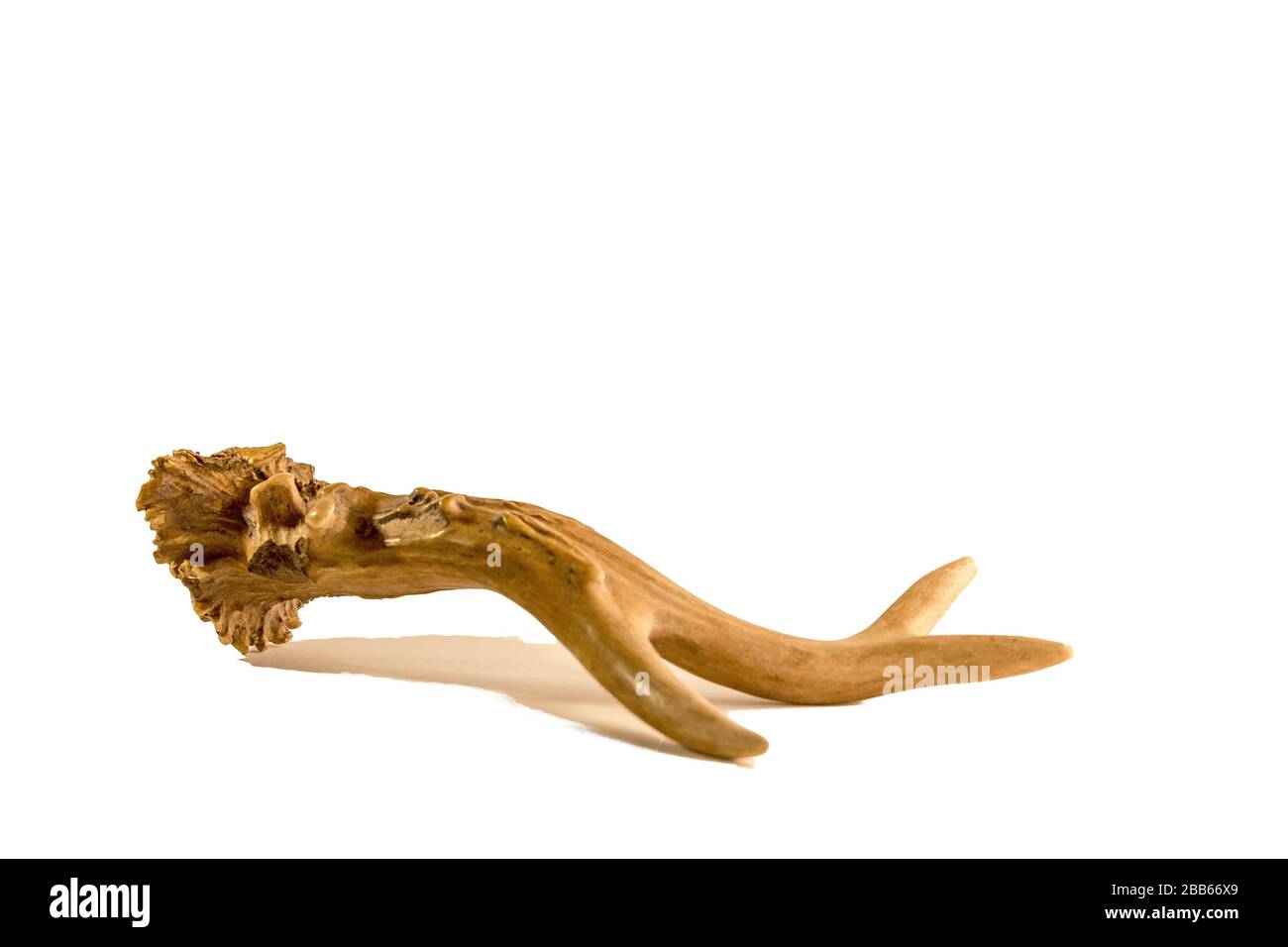 bois d'antibuck roe sur fond blanc Banque D'Images