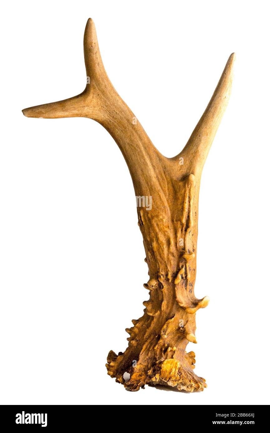 bois d'antibuck roe sur fond blanc Banque D'Images