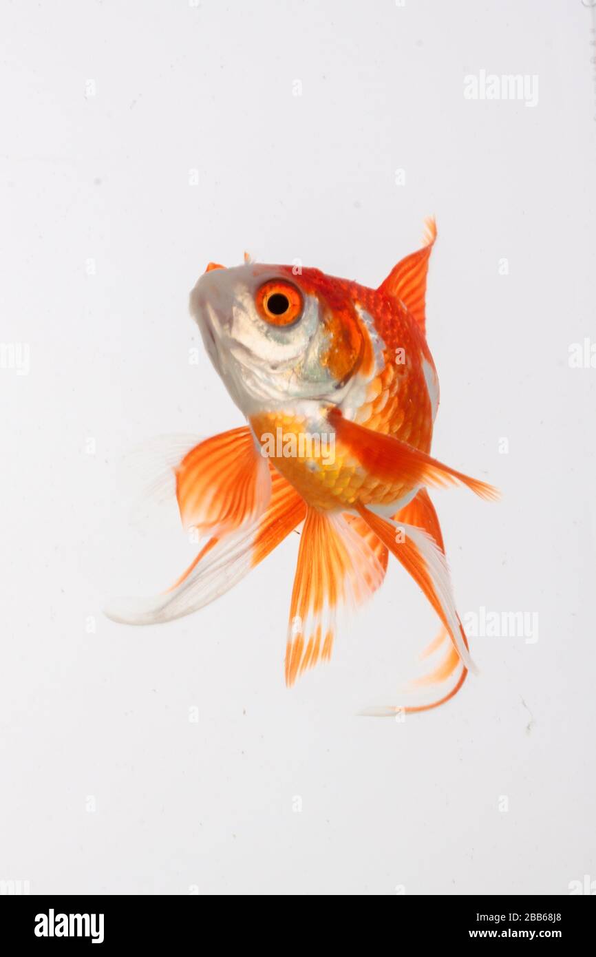 Portrait d'une baignade aux poissons rouges, Indonésie Banque D'Images