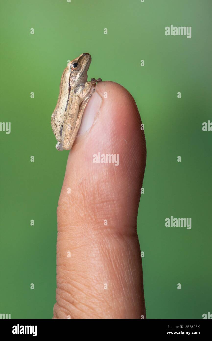 Grenouille d'arbre miniature sur le doigt d'une personne, Indonésie Banque D'Images