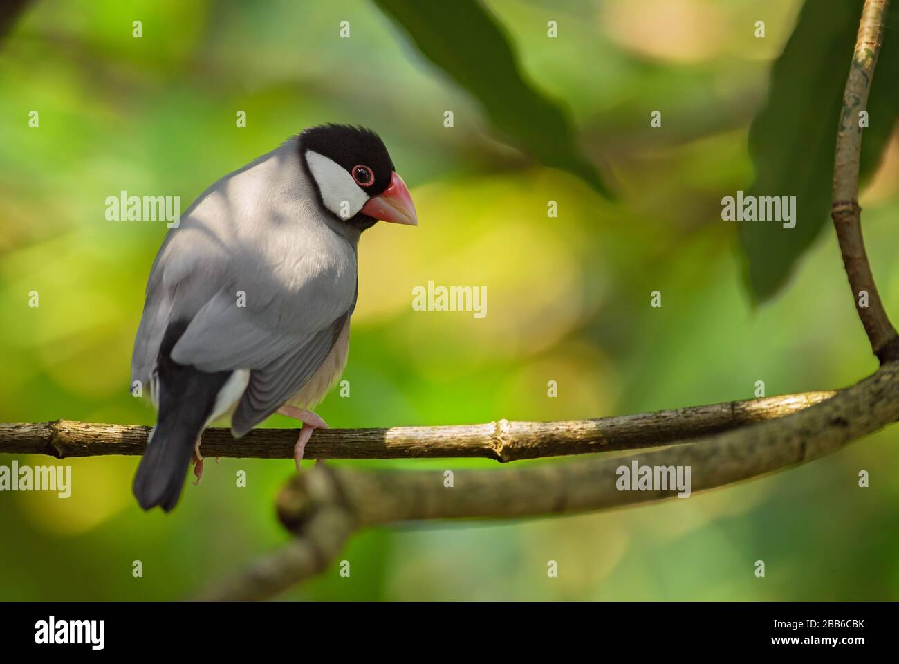 Java sparrow - Lonchura oryzivora, beau petit oiseau gris perching de buissons et de bois asiatiques, Java, Indonésie. Banque D'Images