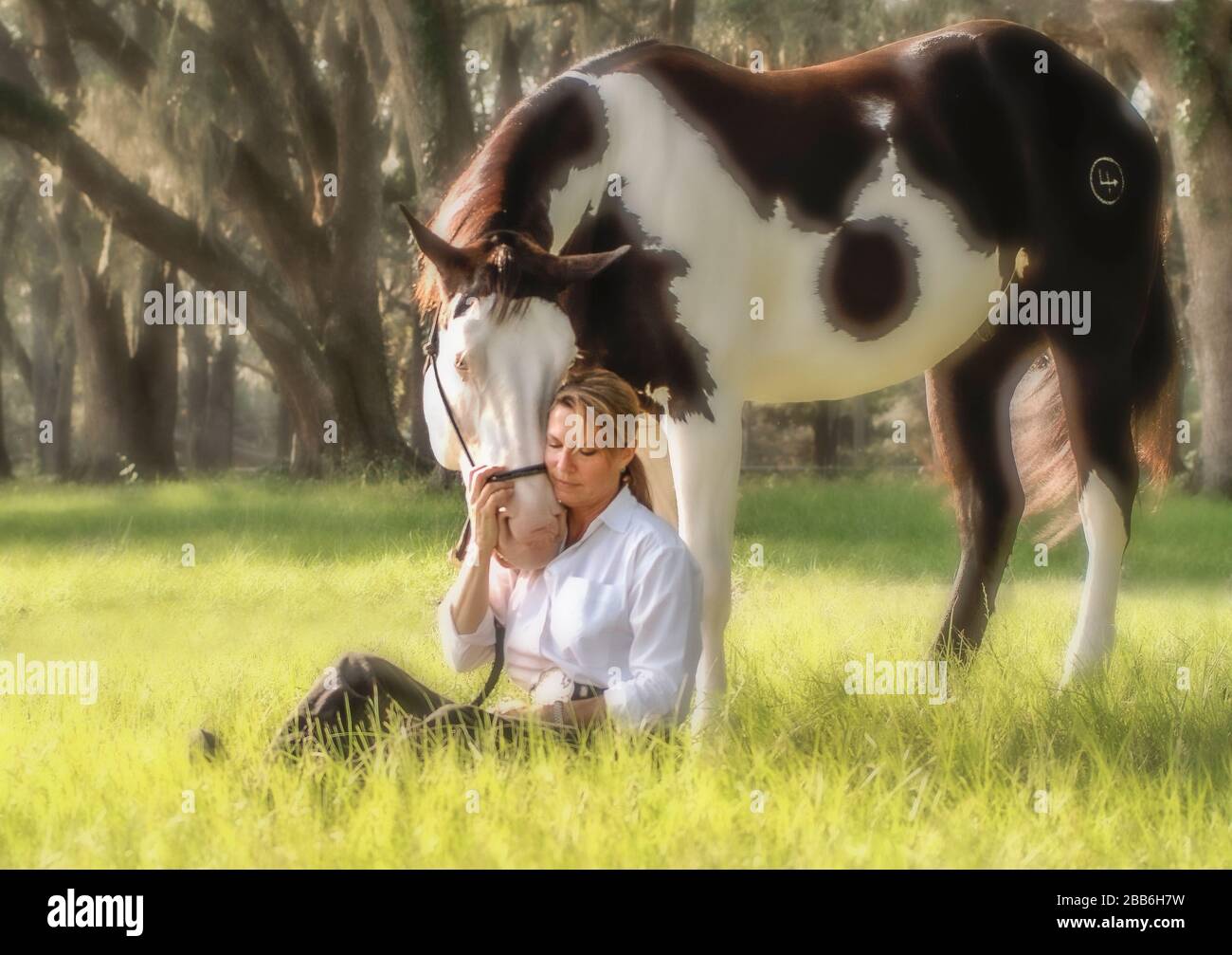 Un moment tendre avec une femme mûre et l'étalon de cheval American Paint Quarter sous de grands arbres de chêne vivant Banque D'Images
