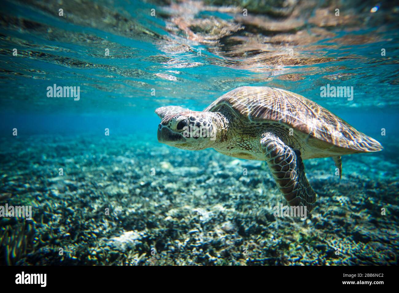 Turtle swimming underwater, Lady Elliot Island, Grande Barrière de Corail, Queensland, Australie Banque D'Images