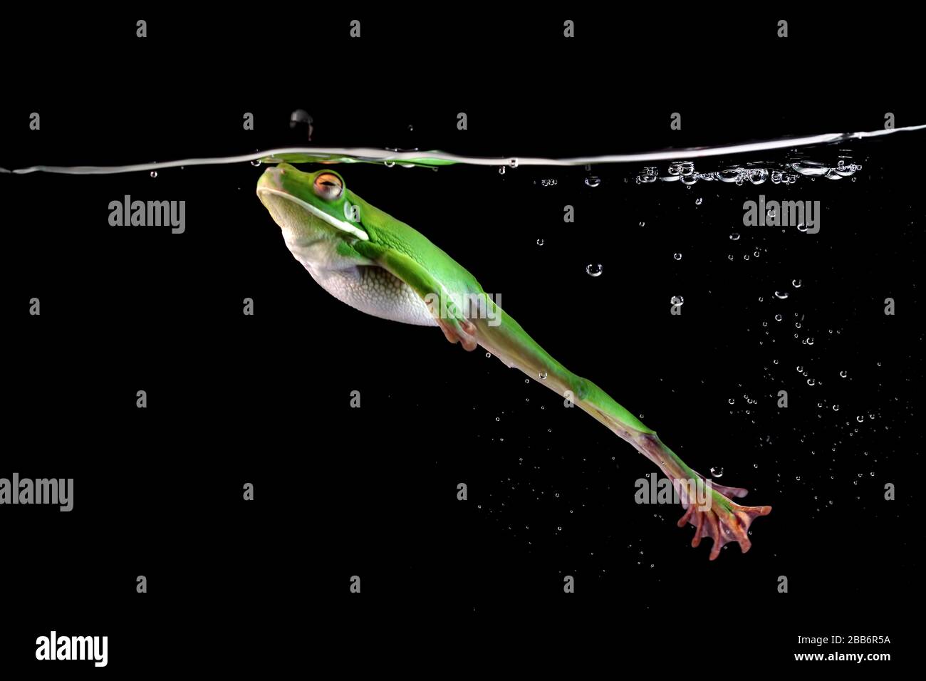 Grenouille blanche nageant sous l'eau, Indonésie Banque D'Images