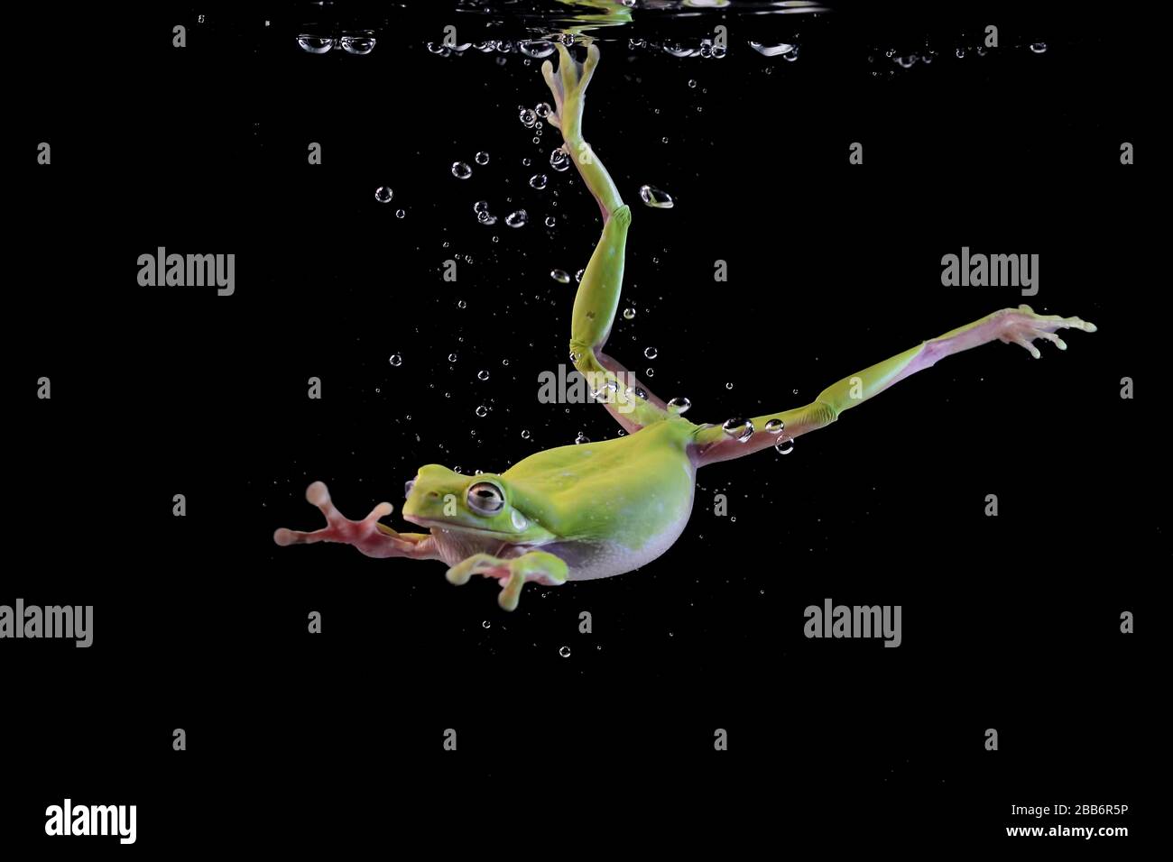 Grenouille blanche nageant sous l'eau, Indonésie Banque D'Images