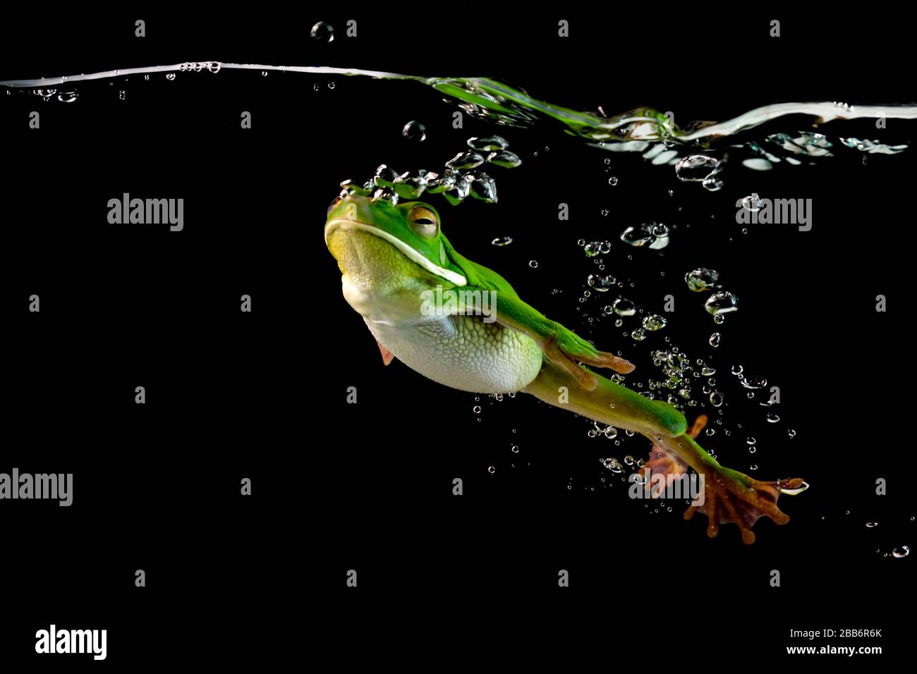 Grenouille blanche nageant sous l'eau, Indonésie Banque D'Images