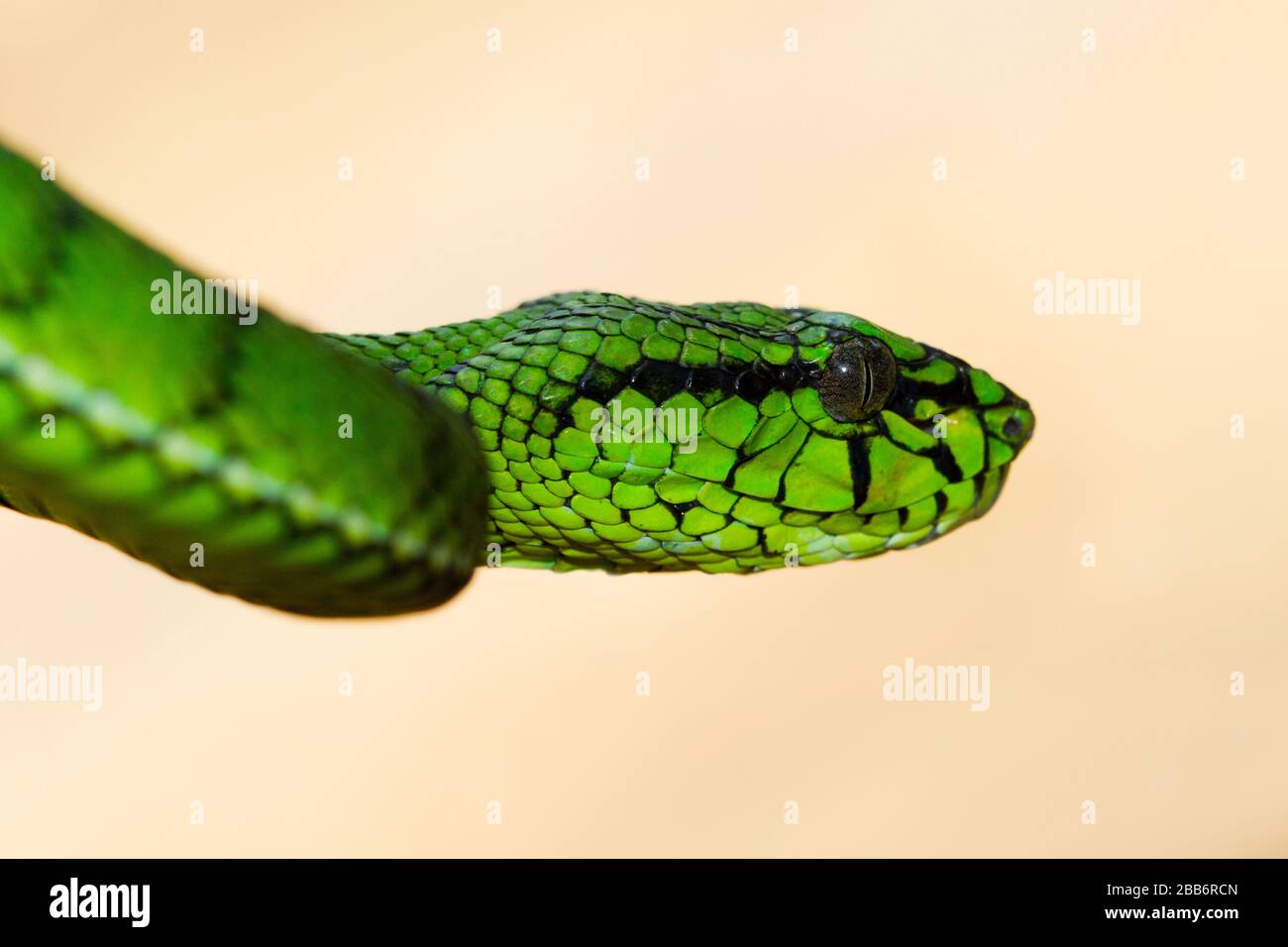 Gros plan d'un serpent vipère vert prêt à frapper, Indonésie Banque D'Images