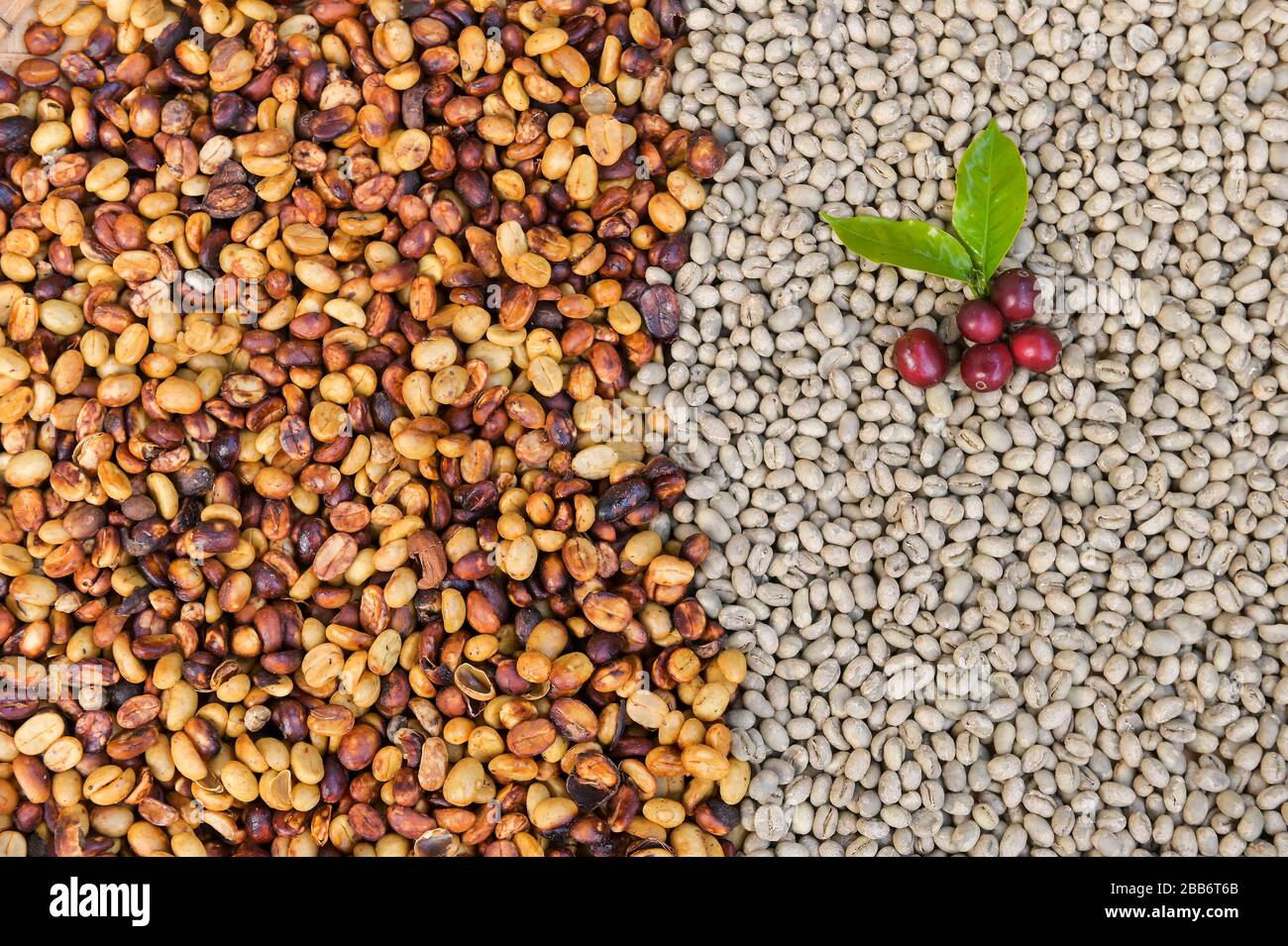 Gros plan sur les grains de café Arabica Banque D'Images