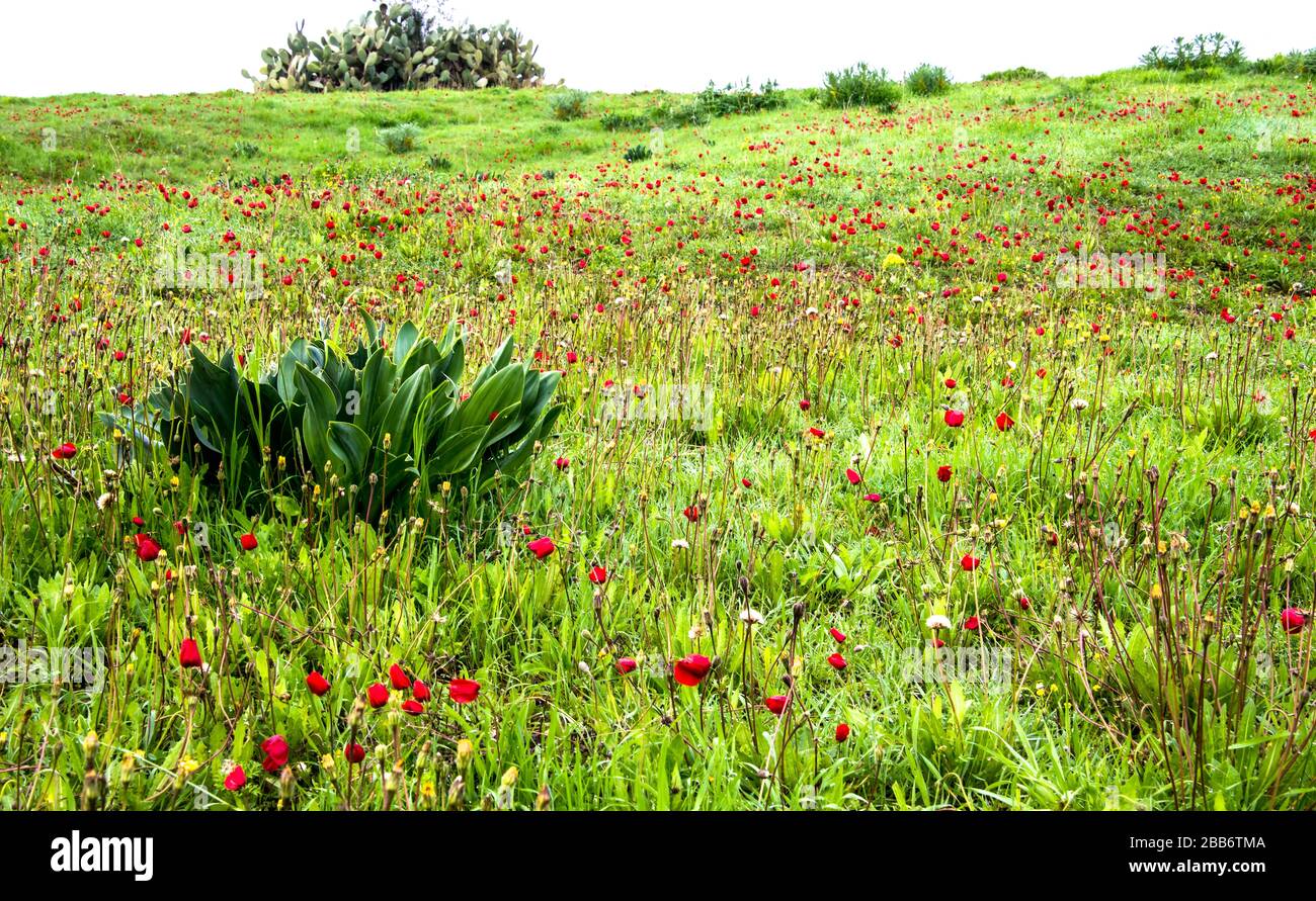 Printemps anémone kalaniot pappies tapis le Negev, Israël. Banque D'Images