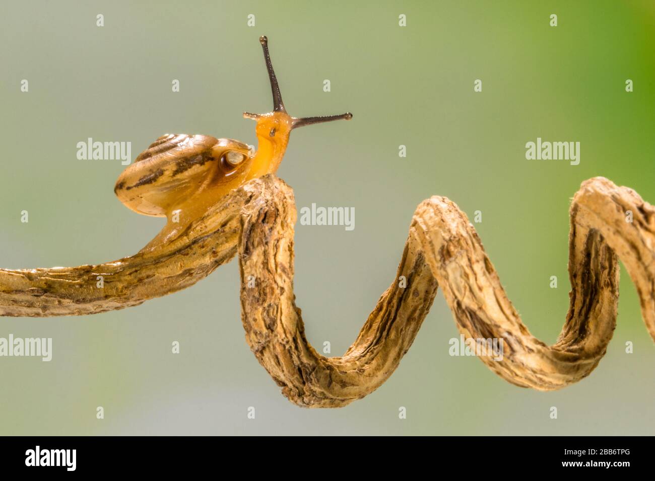 Gros plan d'un escargot sur une branche spiralée Banque D'Images