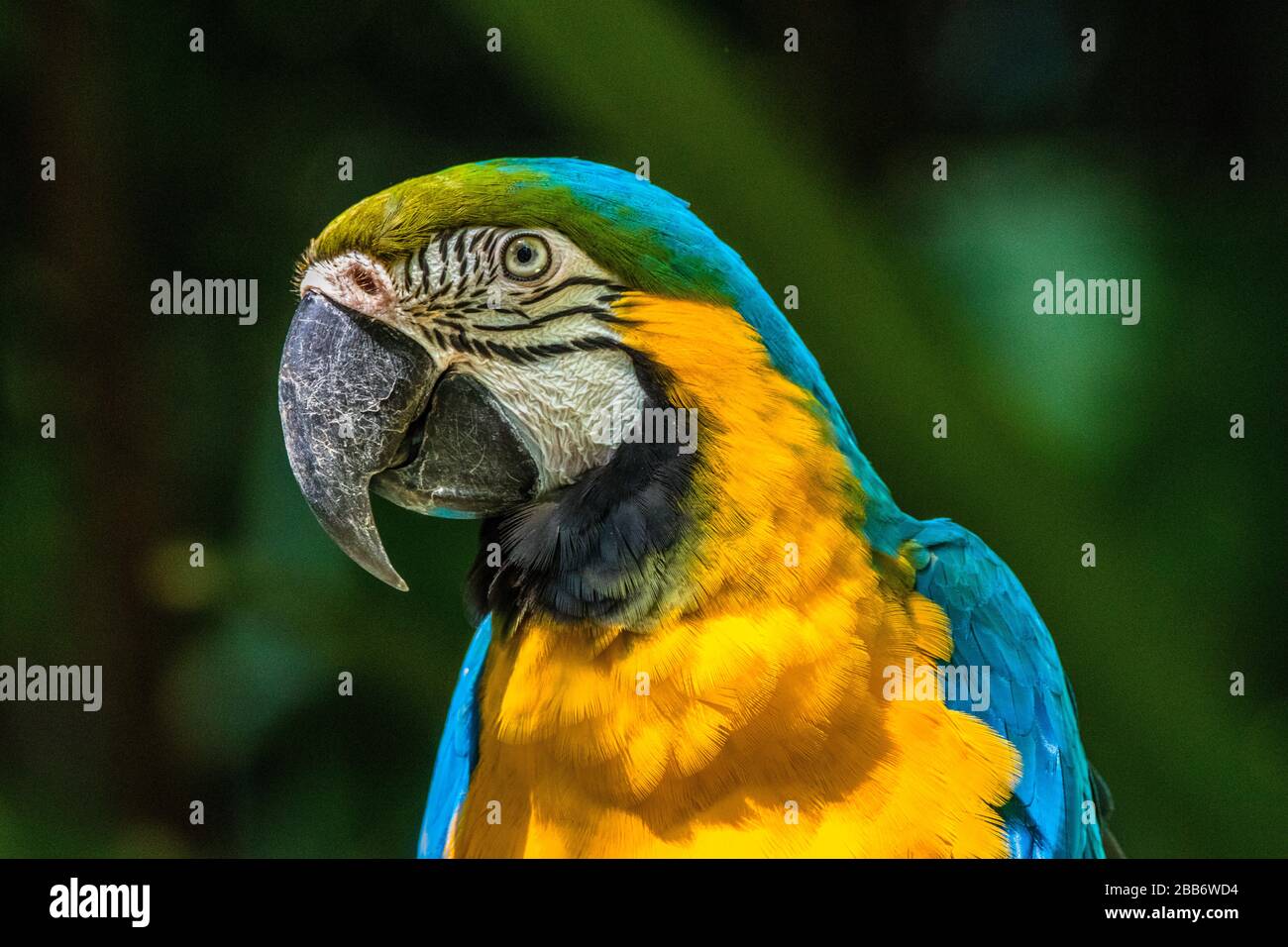 Portrait d'une macaw, Indonésie Banque D'Images