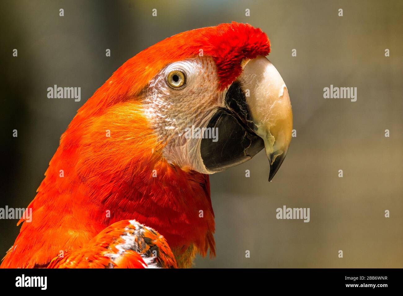 Portrait d'une macaw, Indonésie Banque D'Images