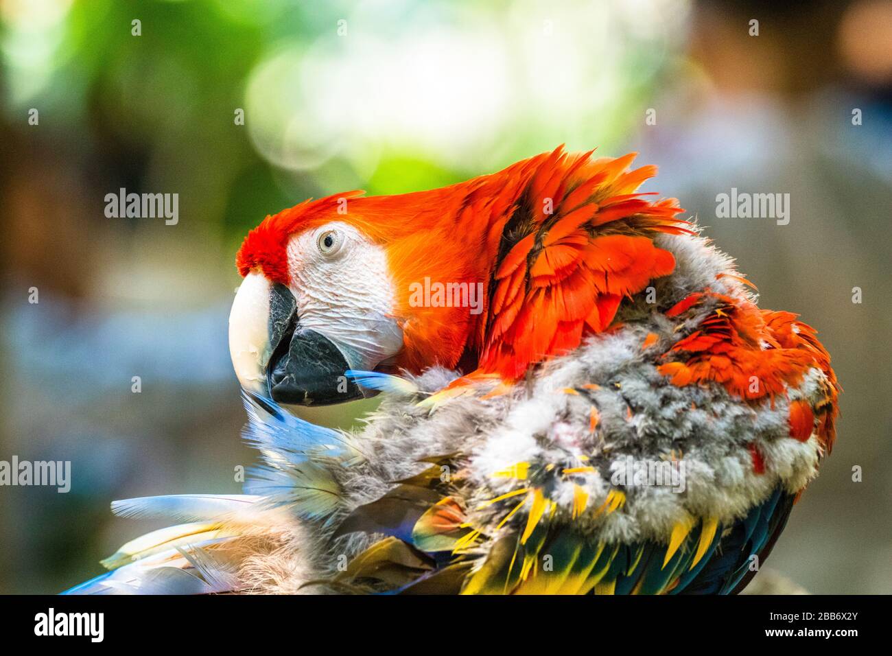 Portrait d'une macaw, Indonésie Banque D'Images
