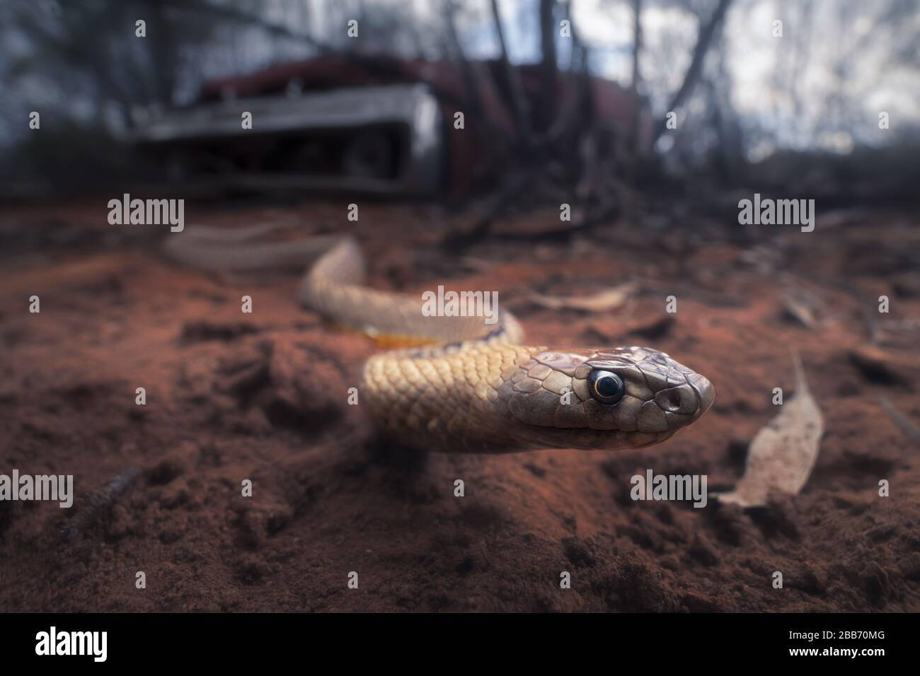 Serpent brun (Pseudonaja aspidorhyncha), Australie Banque D'Images