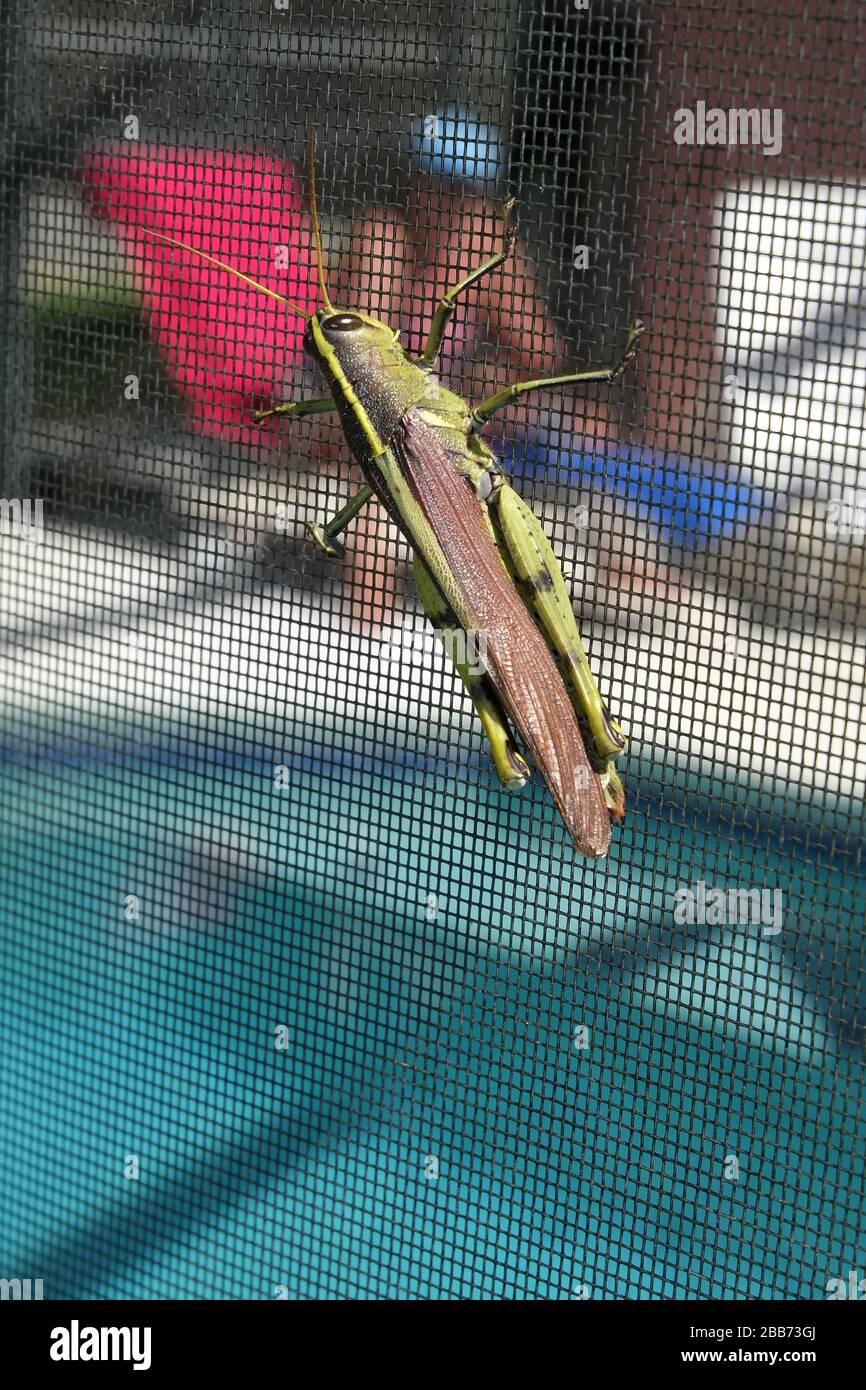 Octobre 2014 - Grande sauterelle ou cricket sur une lanai de piscine située dans une maison de la piscine de Floride, loué aux clients visitant les Parcs Disney Banque D'Images