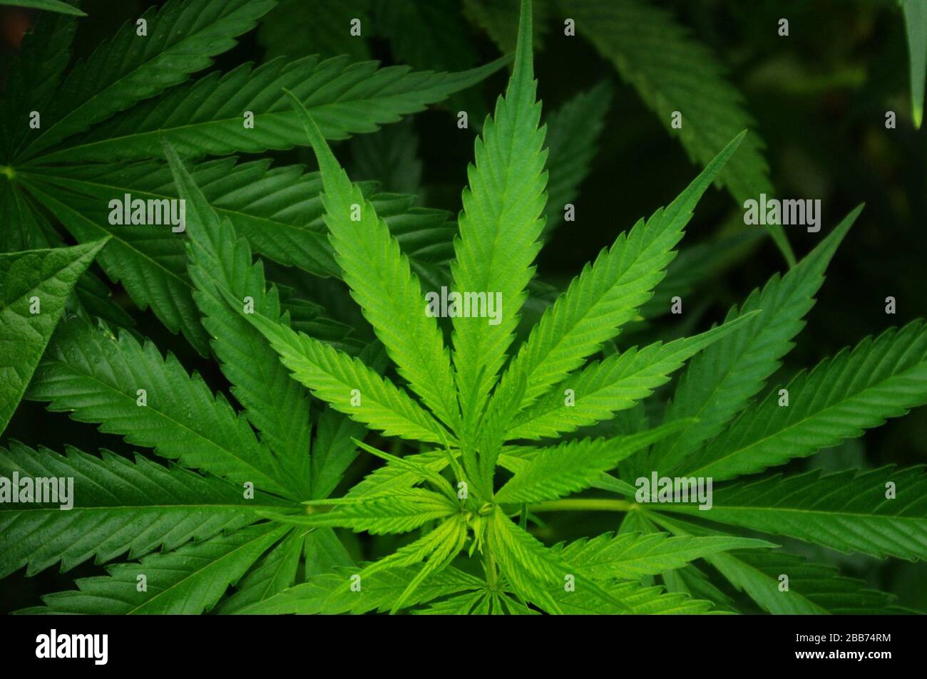 Anglais: Une feuille de cannabis. Les fibres de la tige ligneuse sont  utilisées pour fabriquer du chanvre, pas les feuilles.;  http://www.publicdomainpictures.net/view-image.php?image=91243&picture= cannabis-sativa-leaf; Lode Van de Velde; ' Photo Stock ...