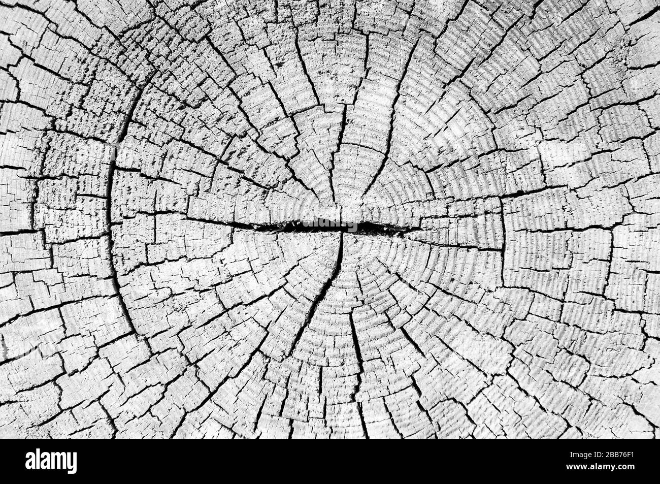 texture de coupe de tronc d'arbre, vieux bois avec des fissures pour le fond Banque D'Images