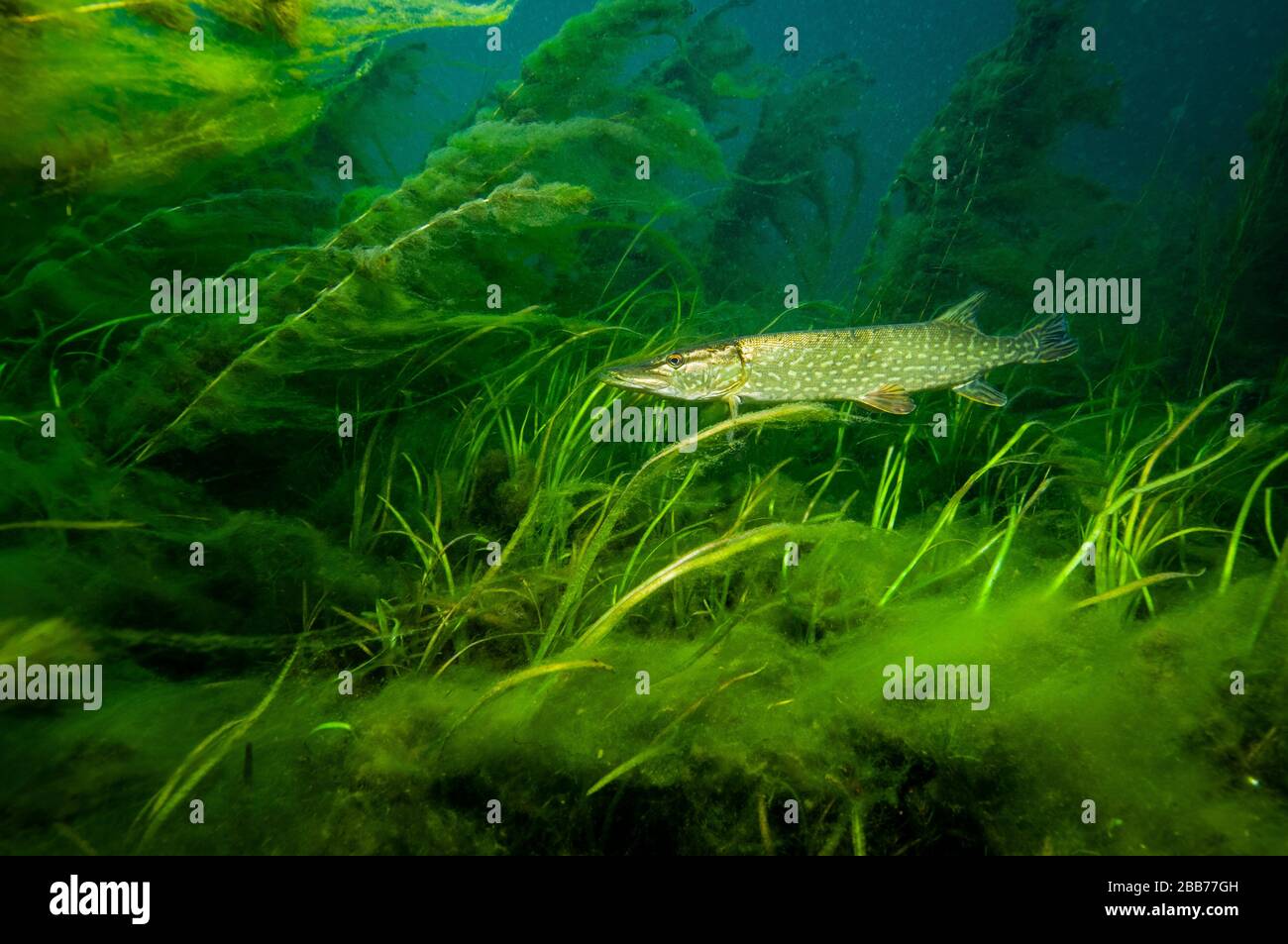 Pike du Nord à l'affût d'une proie qui passe dans le fleuve Saint-Laurent Banque D'Images