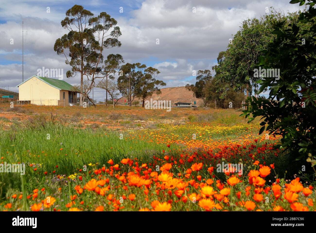 Namaqualand Daisies ou Dimorphotheca sinuata aux couleurs vives disséminées dans le paysage de Bitterfontein, province du Cap Nord, Afrique du Sud Banque D'Images