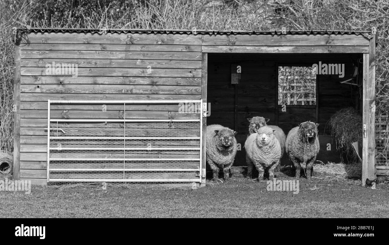 Moutons attendant patiemment à l'entrée d'un vieux hangar en bois Banque D'Images