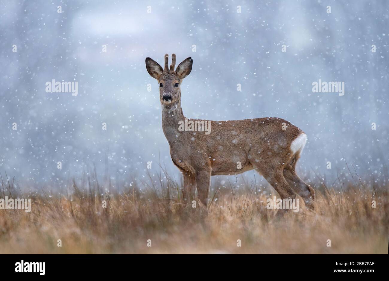 Buck de roe sauvage pendant la chute de neige Banque D'Images