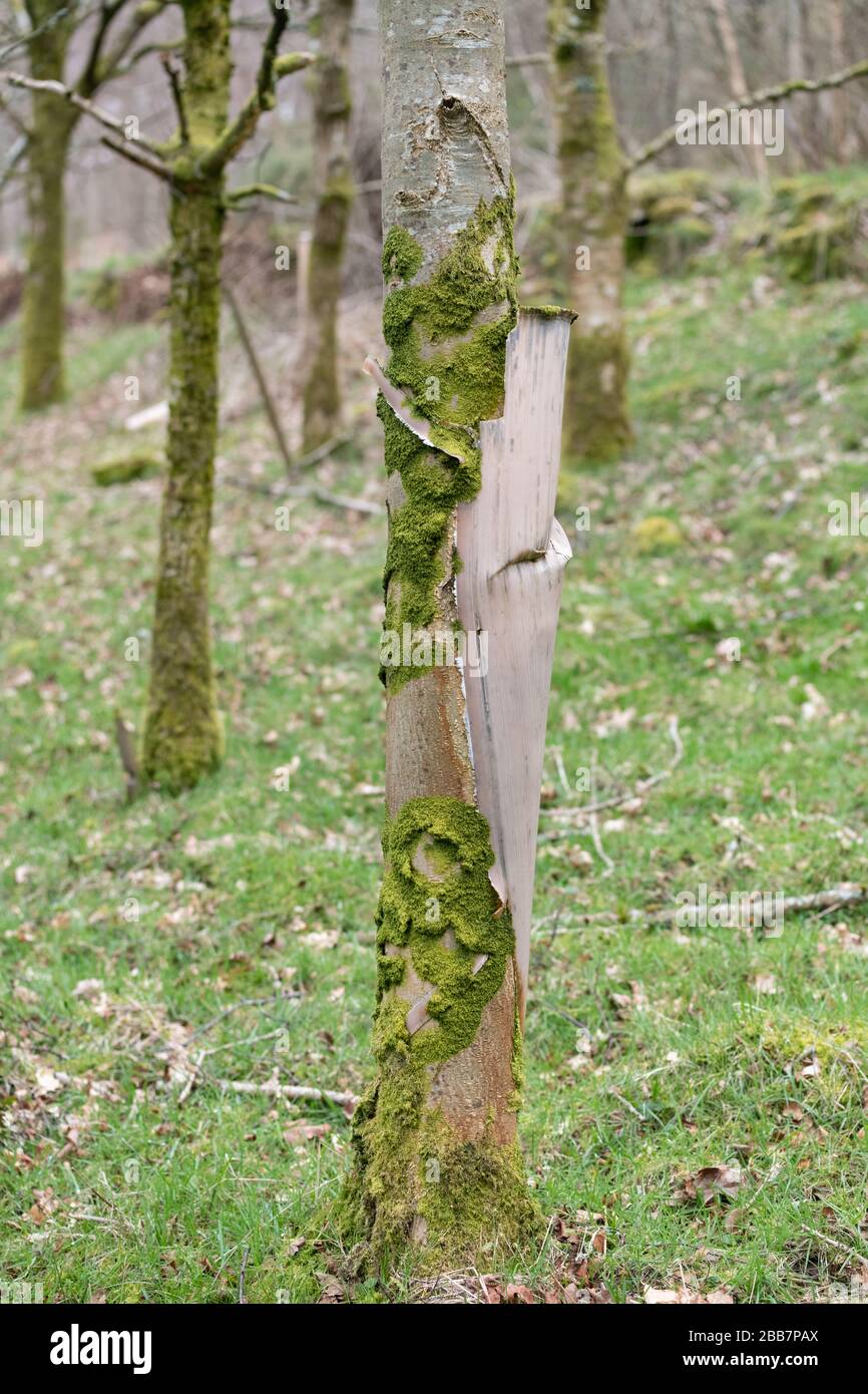 Les protections d'arbres en plastique restent en place autour de l'arbre pendant trop longtemps, causant des dégâts aux arbres et des détritus en plastique - Ecosse UK Banque D'Images