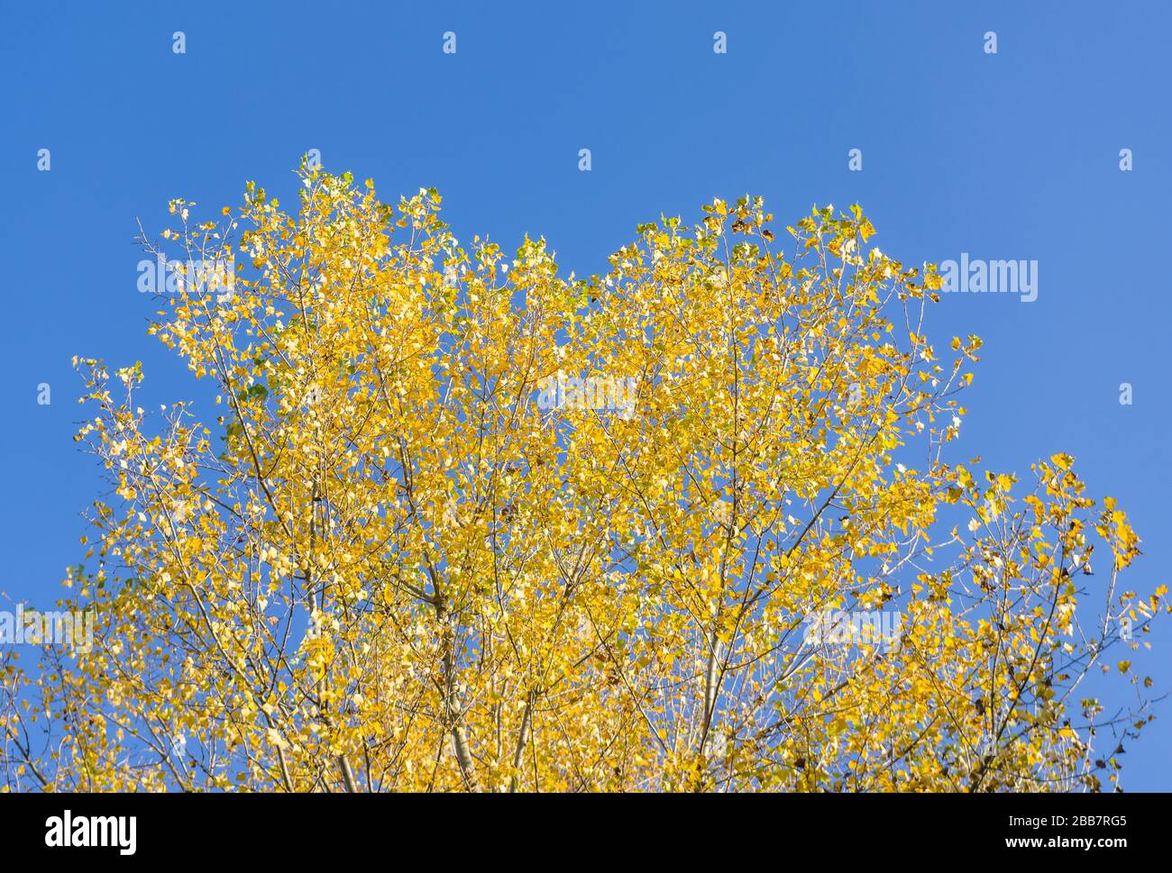 Couronne d'oiseaux avec des feuilles de couleur jaune vif contre un ciel bleu vif en automne Banque D'Images