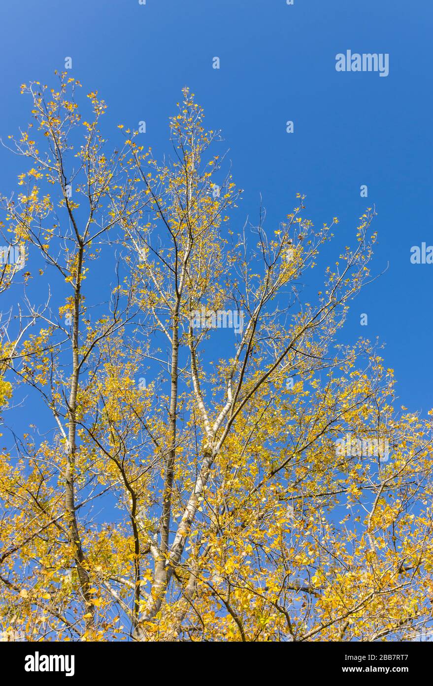 Couronne d'oiseaux avec des feuilles de couleur jaune vif contre un ciel bleu vif en automne Banque D'Images