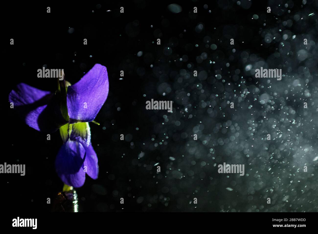 Une seule petite fleur violette frappée avec Mist sur fond noir Banque D'Images