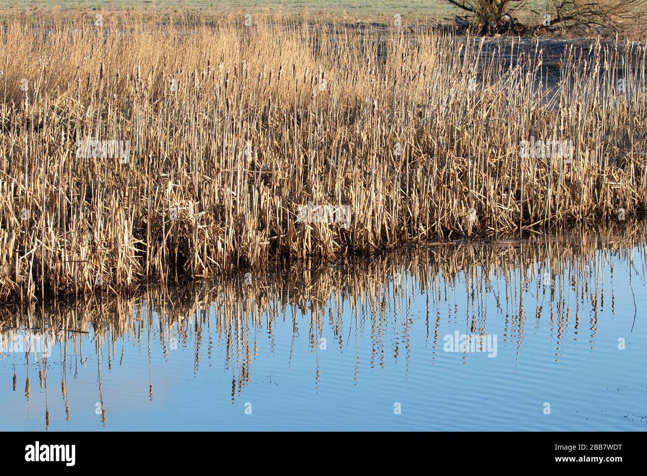 des roseaux denses reflétés dans l'eau douce du miroir Banque D'Images