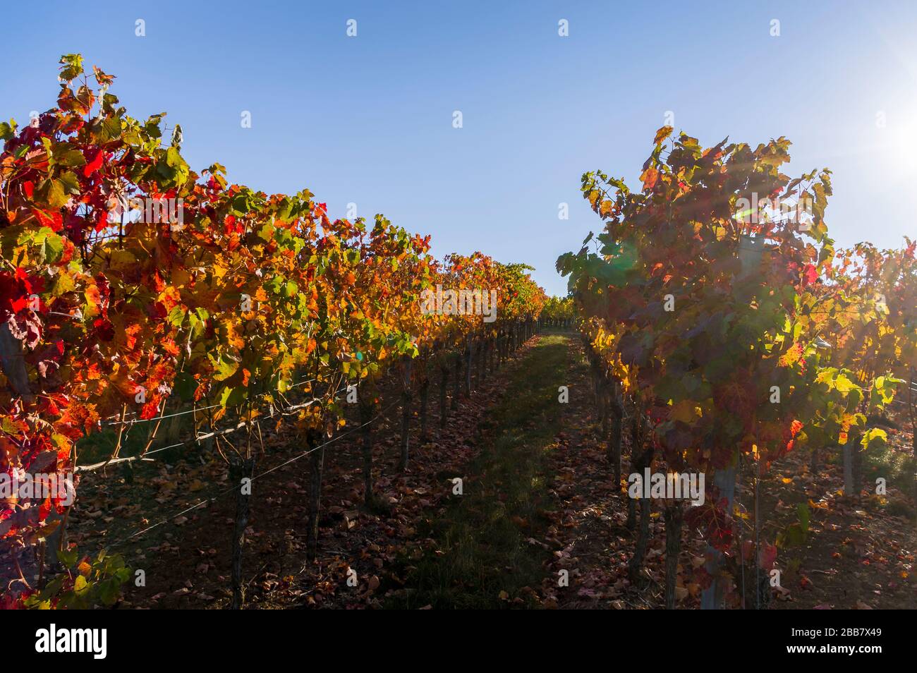Ambiance colorée d'automne aux couleurs d'automne dans le vignoble le matin dans le dos Banque D'Images