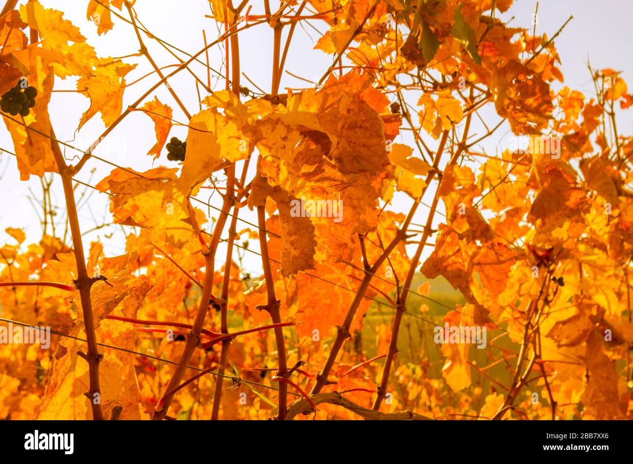 Ambiance colorée d'automne aux couleurs d'automne dans le vignoble le matin dans le dos Banque D'Images